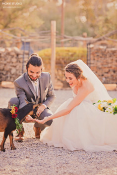 Bride & Groom and the goat at The Farm by Moxie Studio